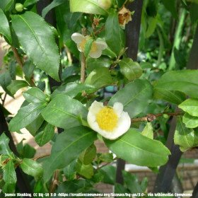 Camellia sinensis, Théier, Camélia chinois, Thé